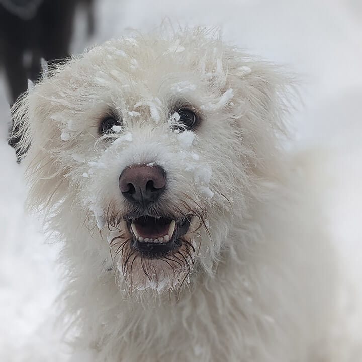 doggy-half-hour-walk-2 Bark on the Beach - Half Hour Neighbourhood Walk