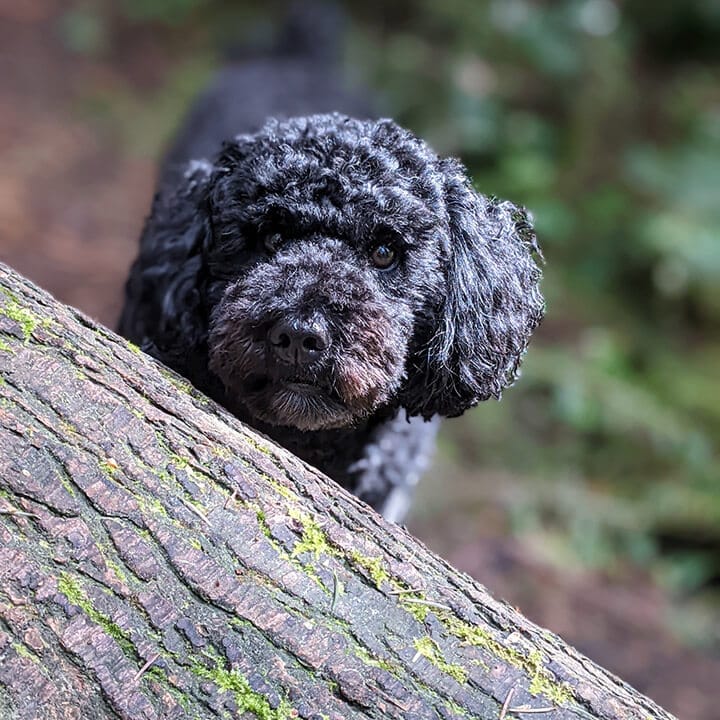 doggy-pee-break Bark on the Beach -Doggy Pee Break Services and Prices